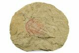 Selenopeltis Trilobite With Red Spines - Fezouata Formation #270543-1